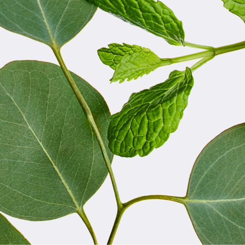 Eucalyptus & Mint