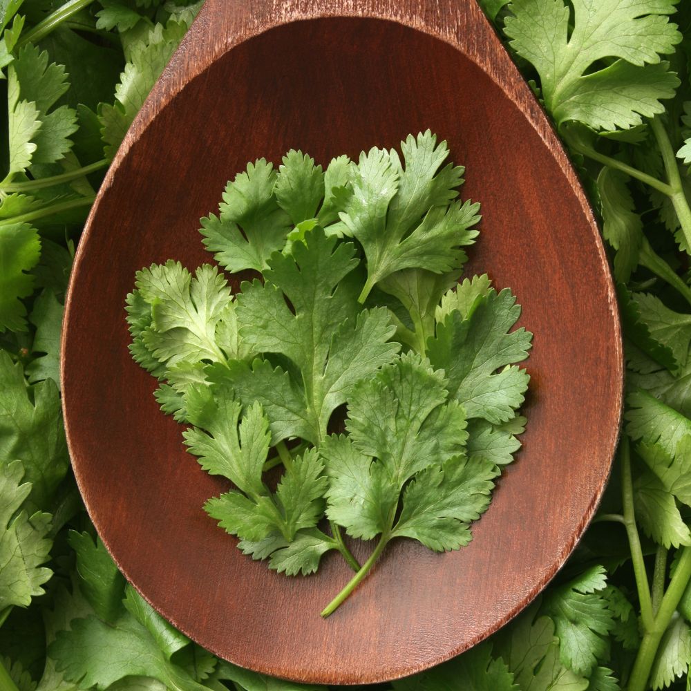 SOS What To Do When Your Cilantro Starts Bolting 🌱 Urban Leaf