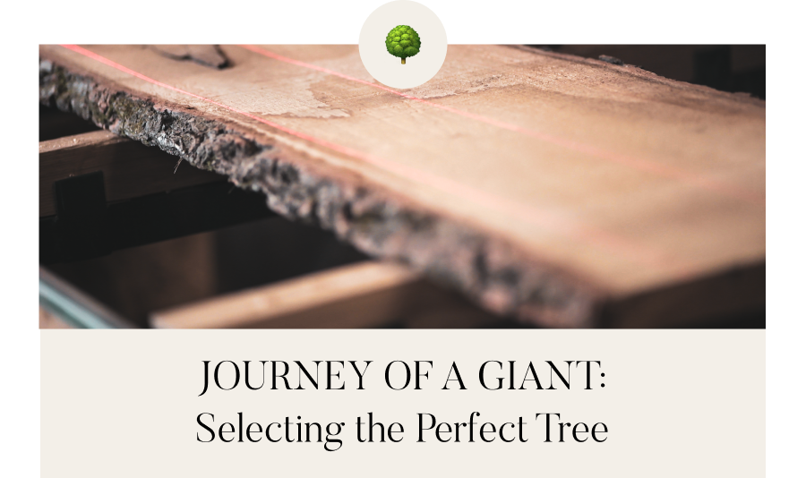 Journey of a Giant: Selecting the Perfect Tree
