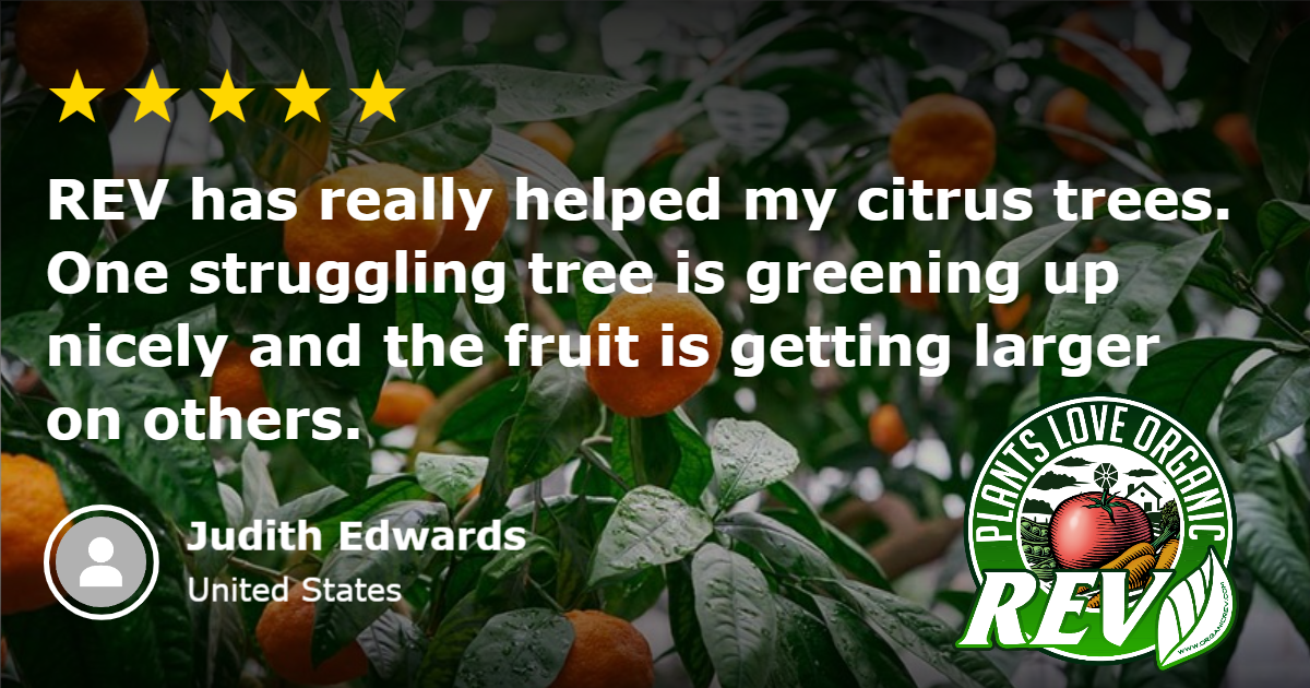 How To Keep Citrus Trees Happy During Extreme Heat Organic REV