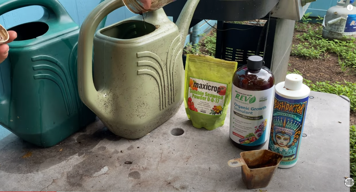 How To Keep Citrus Trees Happy During Extreme Heat Organic REV