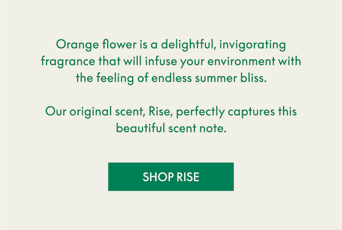 Shop rise