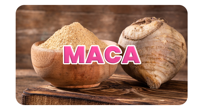 MACA