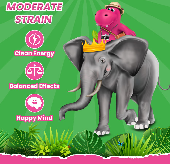 MODERATE STRAIN: Clean Energy, Balanced Effects, Happy Mind