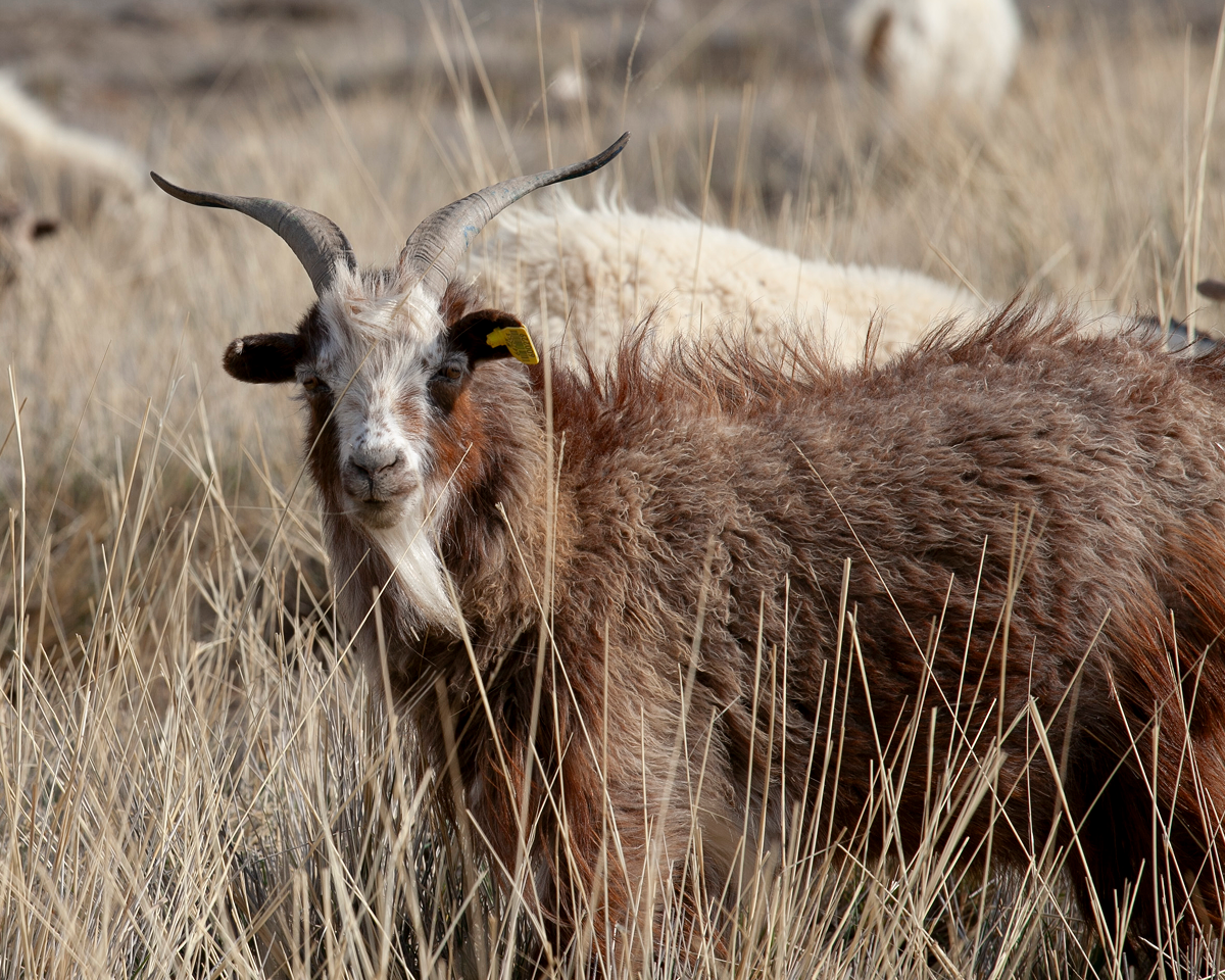 Image | Goats in tall grass