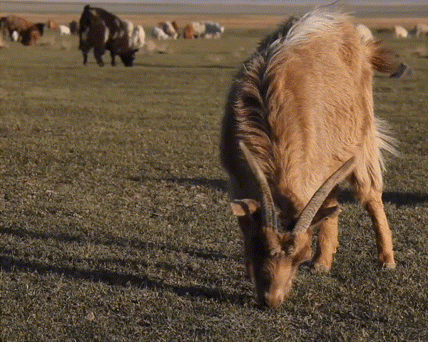 Image | Goats grazing
