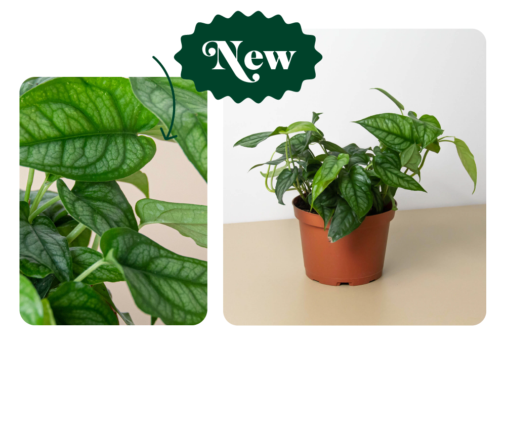 JUST IN New Rare Plants! House Plant Shop