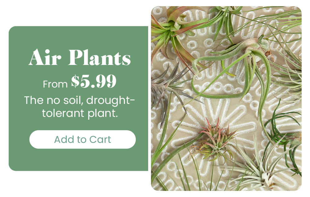 The easiest plants you'll ever own 🌱 House Plant Shop