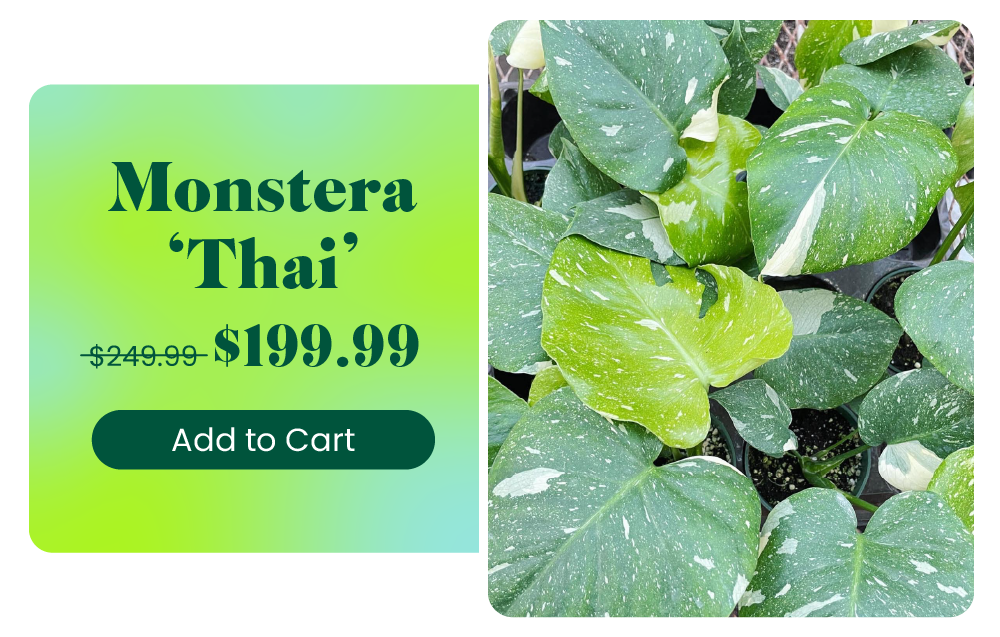 20 OFF RARE PLANTS! House Plant Shop