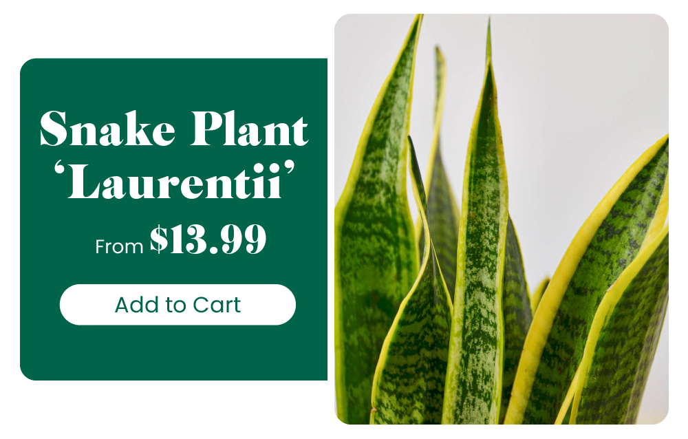 Easy care house plants House Plant Shop