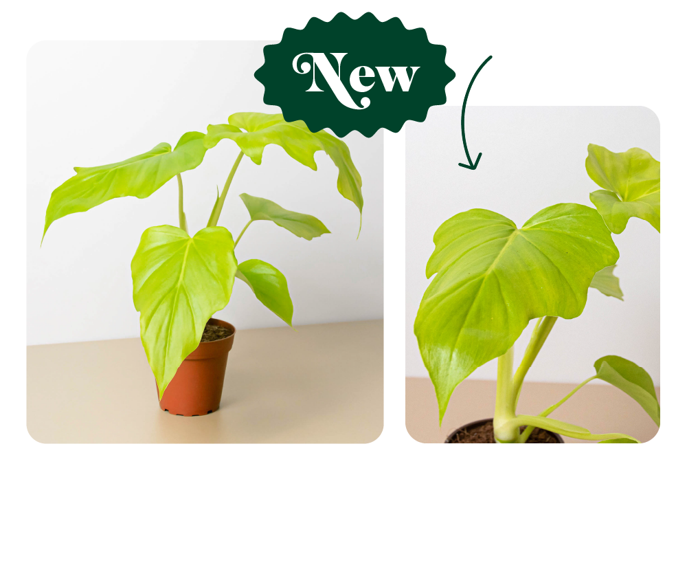 JUST IN New Rare Plants! House Plant Shop