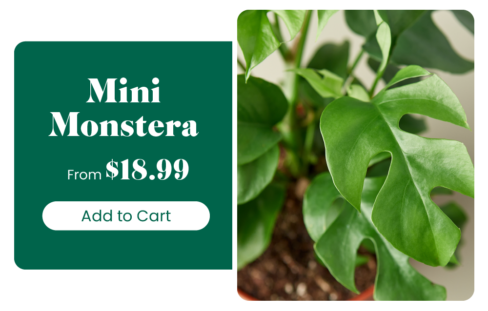 Easy care house plants House Plant Shop