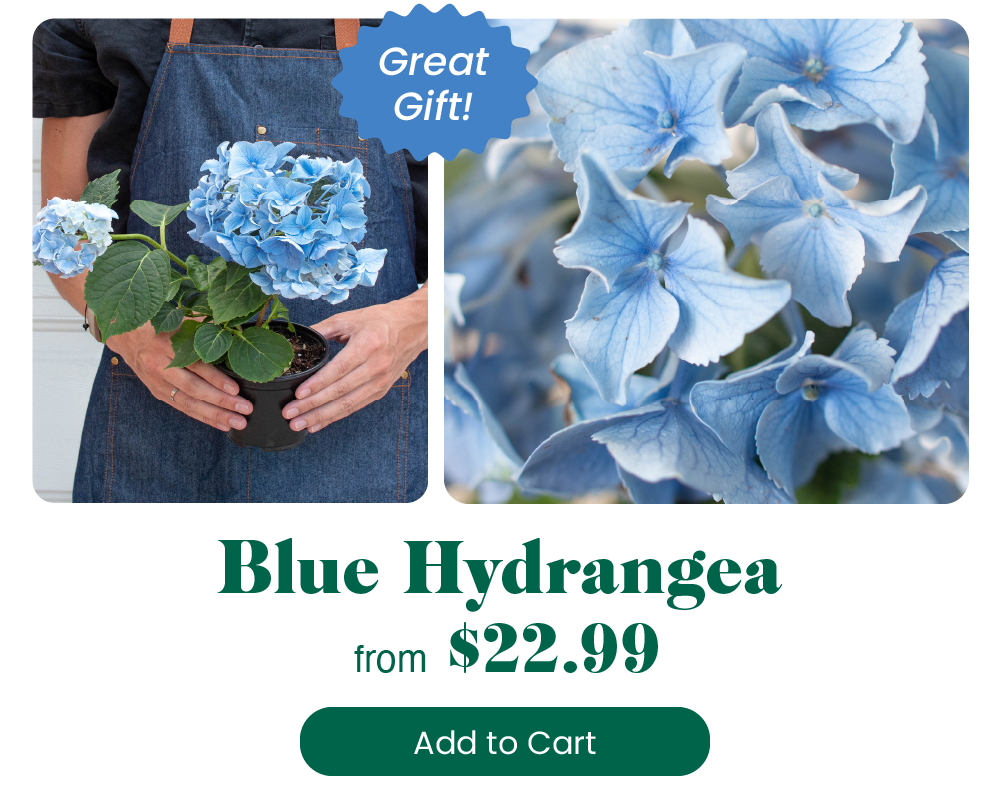 INTRODUCING Hydrangeas 🌺 House Plant Shop