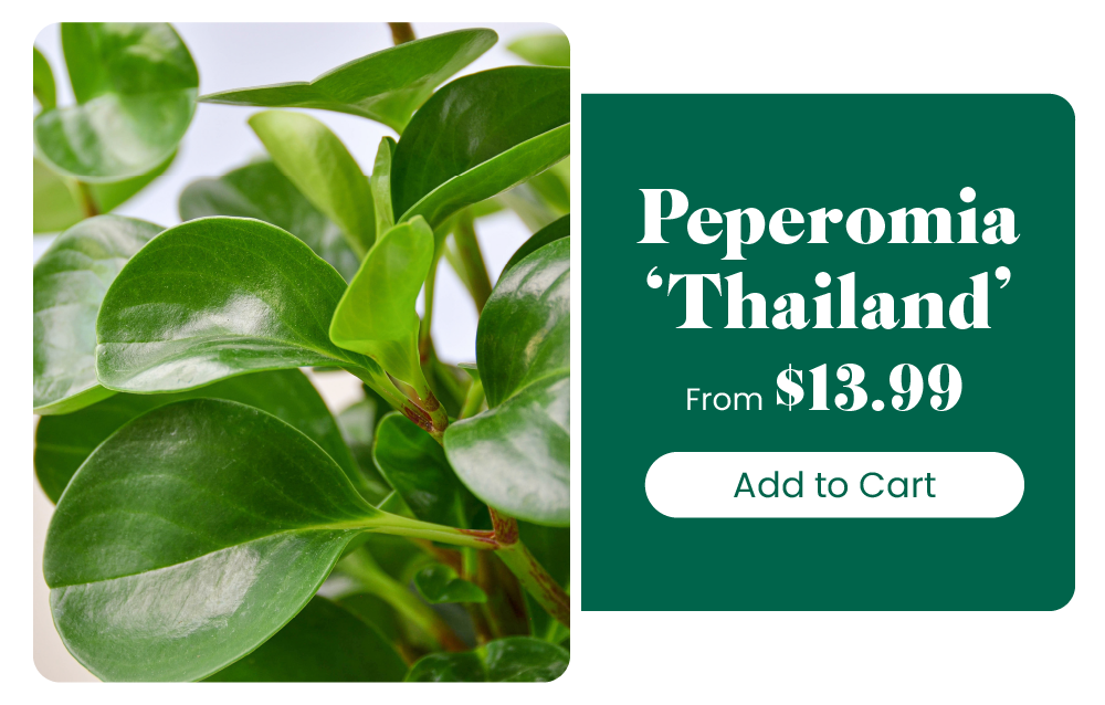 Easy care house plants House Plant Shop