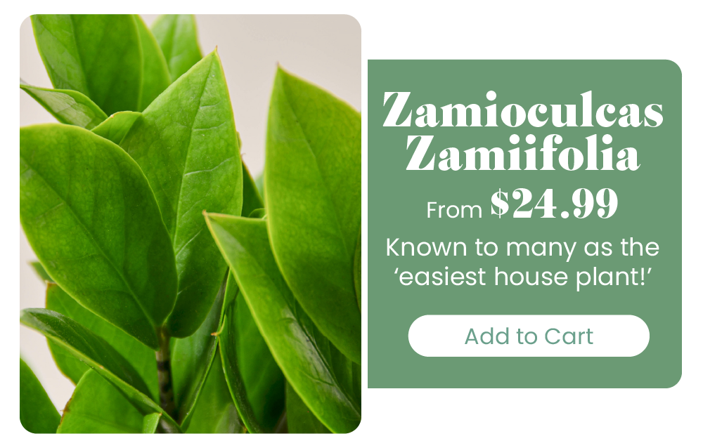 The easiest plants you'll ever own 🌱 House Plant Shop