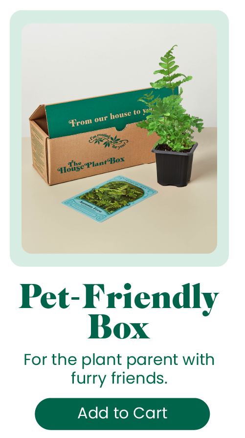 NEW Rare Plant Subscription box 🪴 House Plant Shop