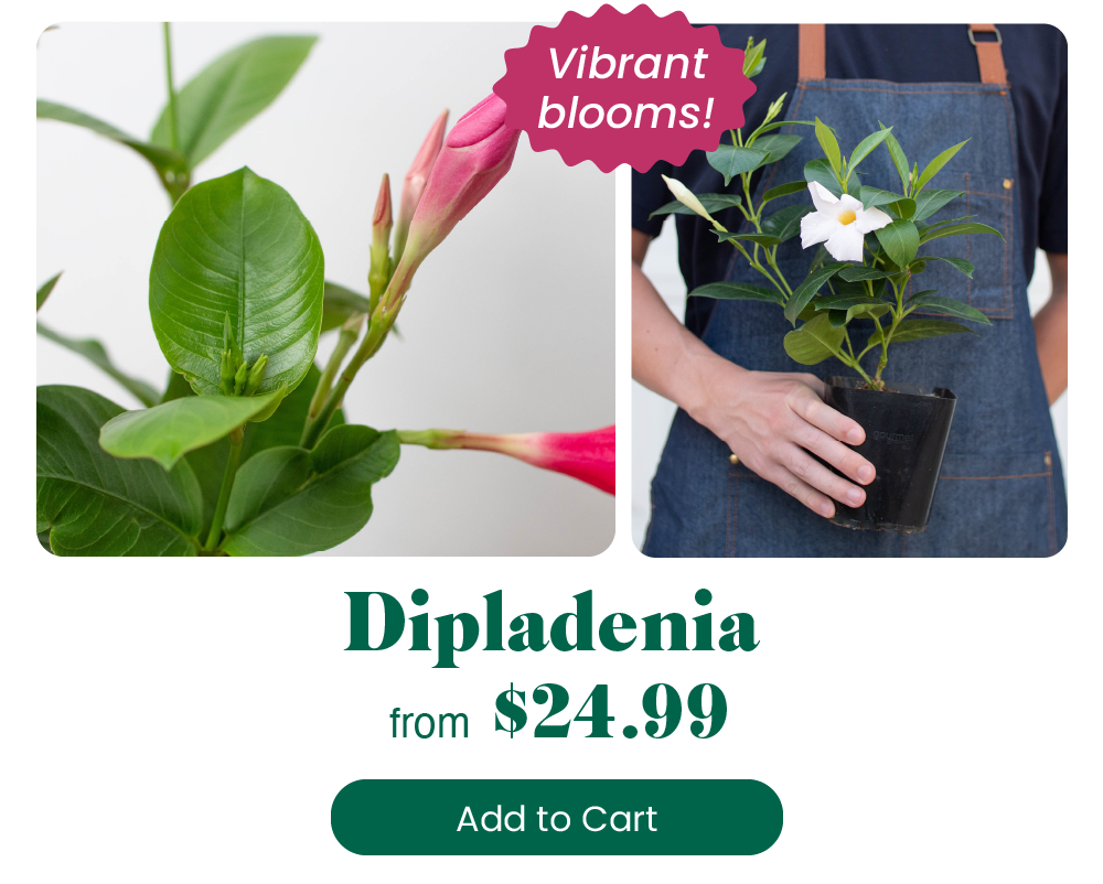 INTRODUCING Hydrangeas 🌺 House Plant Shop