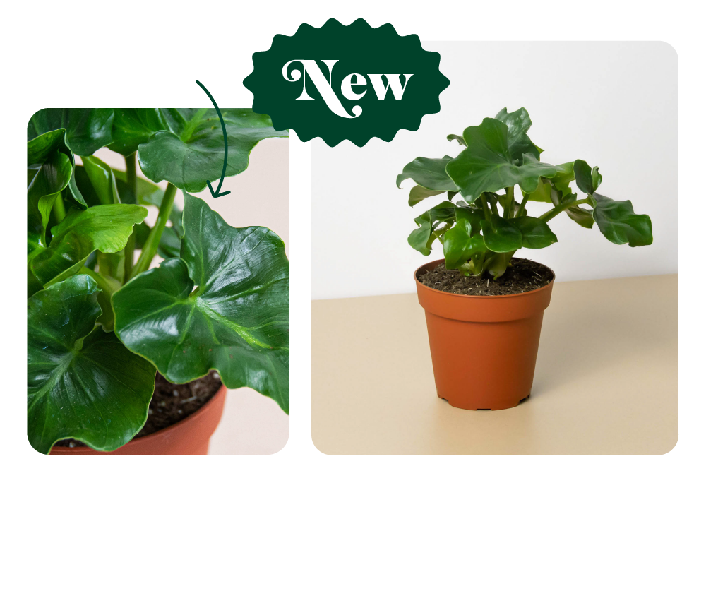 JUST IN New Rare Plants! House Plant Shop