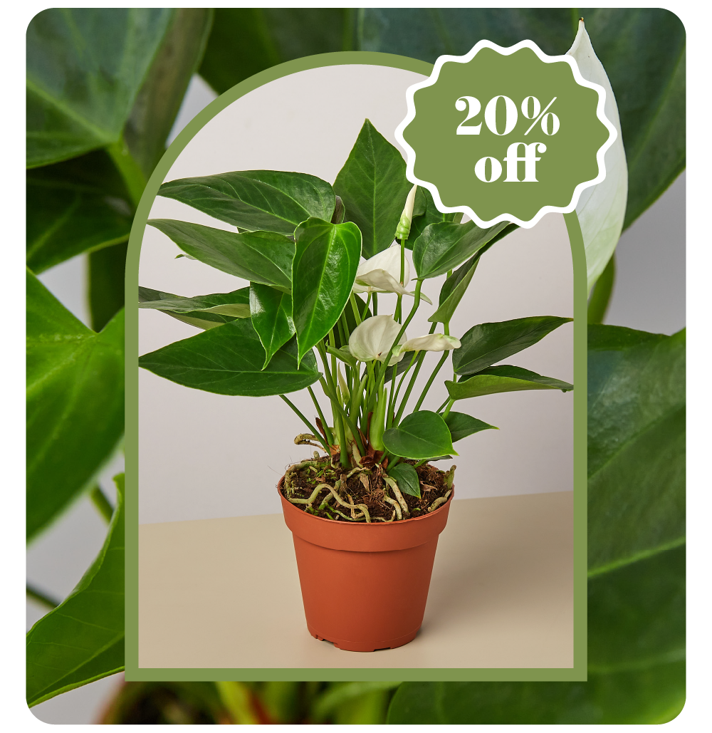 JUST IN New Rare Plants! House Plant Shop