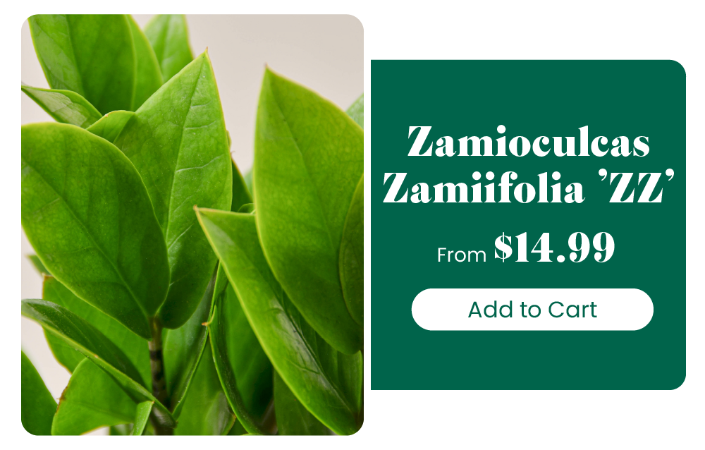 Easy care house plants House Plant Shop