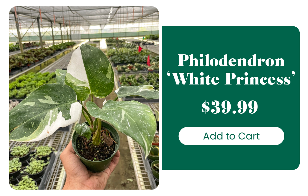 FREE SCHEFFLERA PLANT 🌱 House Plant Shop