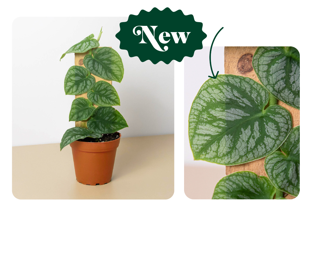 JUST IN New Rare Plants! House Plant Shop