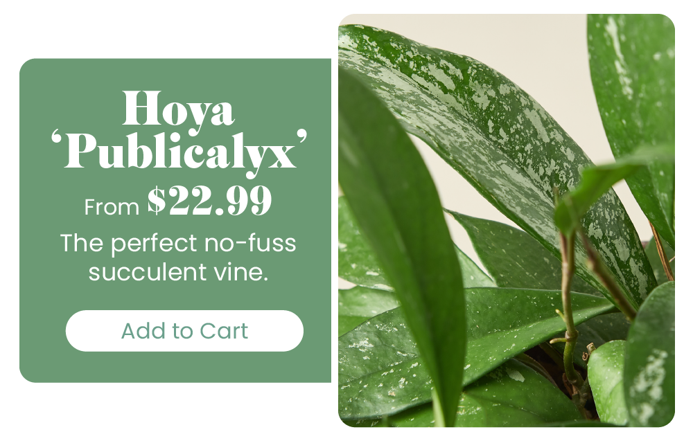 The easiest plants you'll ever own 🌱 House Plant Shop