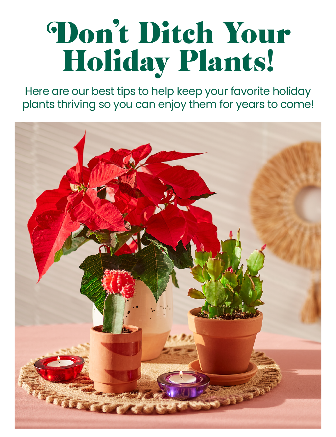 Don't ditch your holiday plants 🎄 House Plant Shop