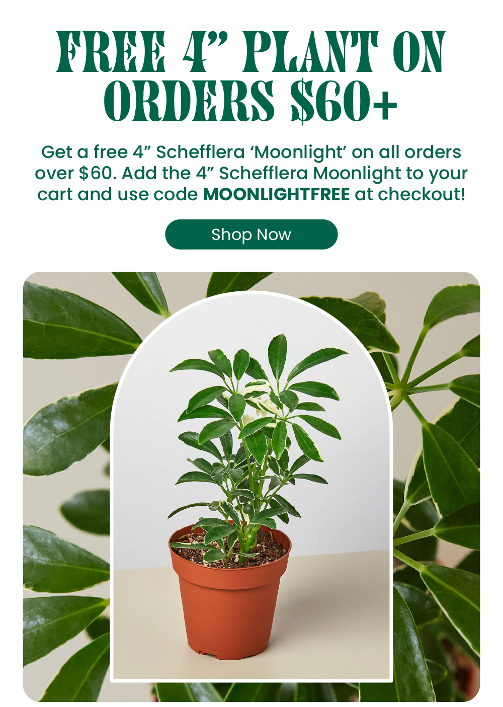 FREE SCHEFFLERA PLANT 🌱 House Plant Shop