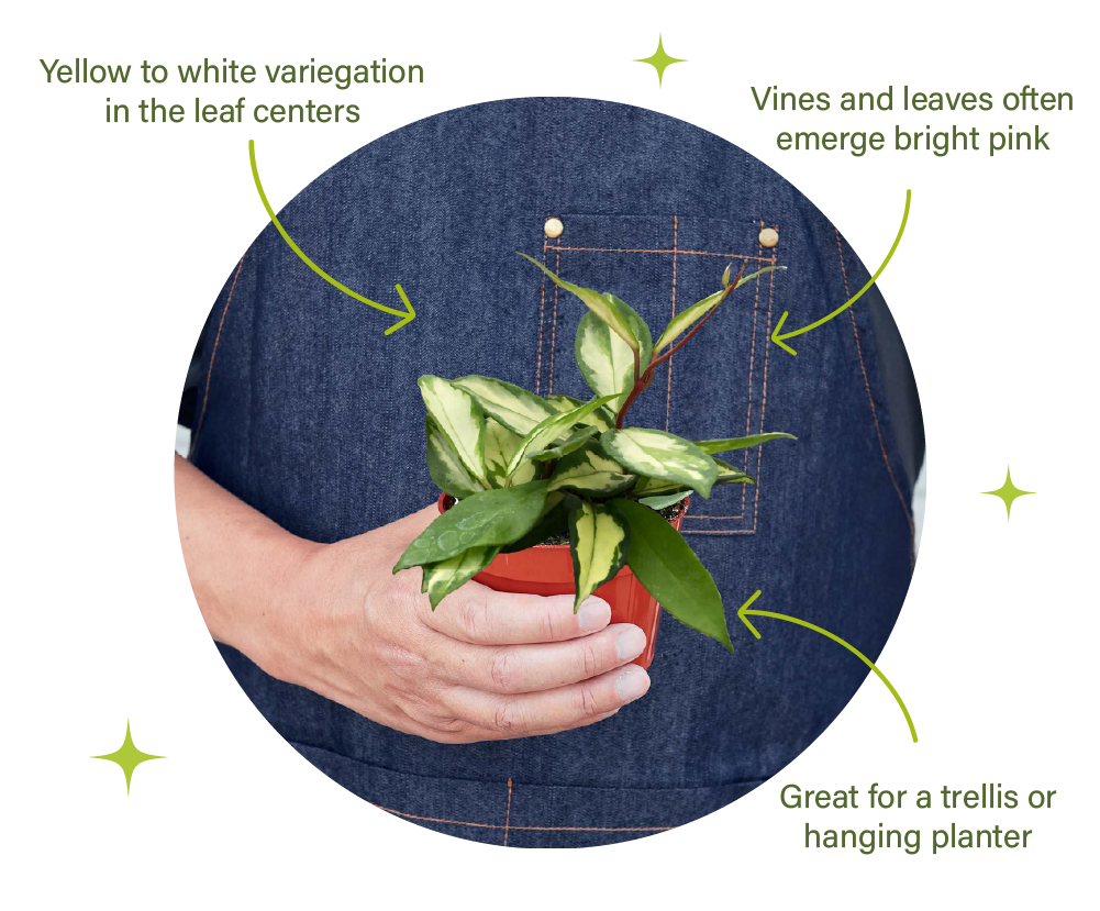 PLANT DROP! House Plant Shop