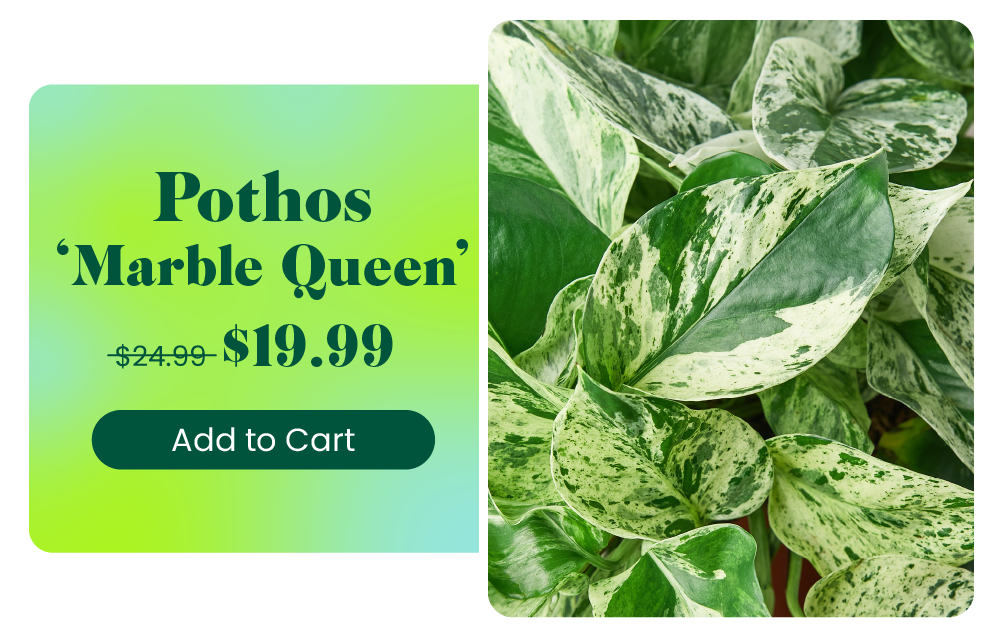 20 OFF RARE PLANTS! House Plant Shop