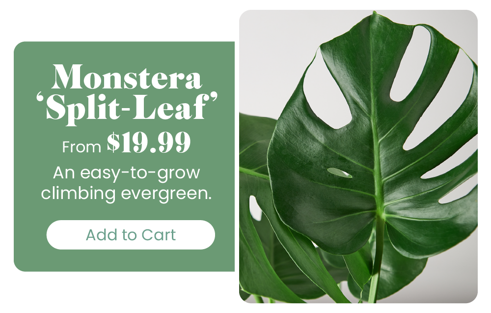 The easiest plants you'll ever own 🌱 House Plant Shop