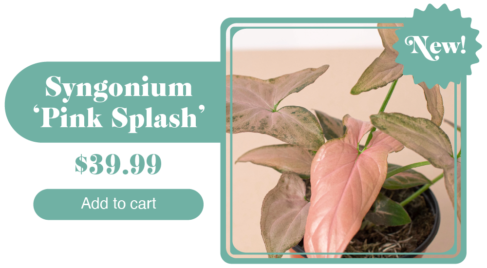 NEW PLANTS!🪴 House Plant Shop