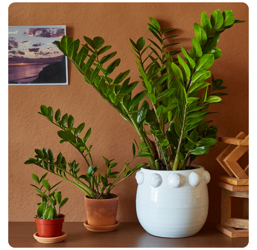 The easiest plants you'll ever own 🌱 House Plant Shop