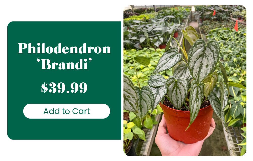 FREE SCHEFFLERA PLANT 🌱 House Plant Shop