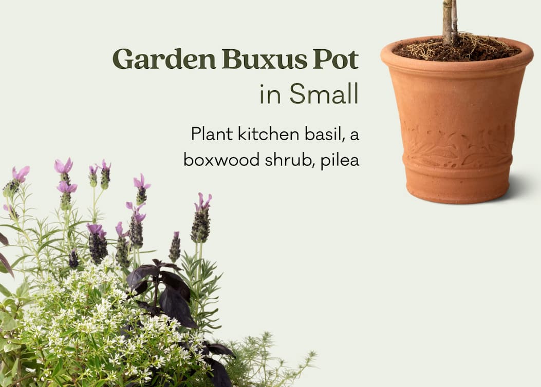 Garden Buxus Pot in Small