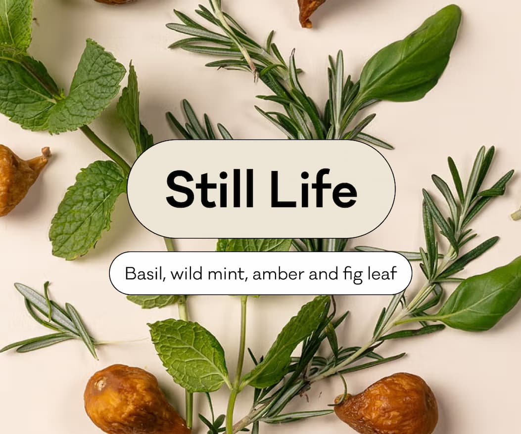 Still Life - Basil, wild mint, amber and fig leaf