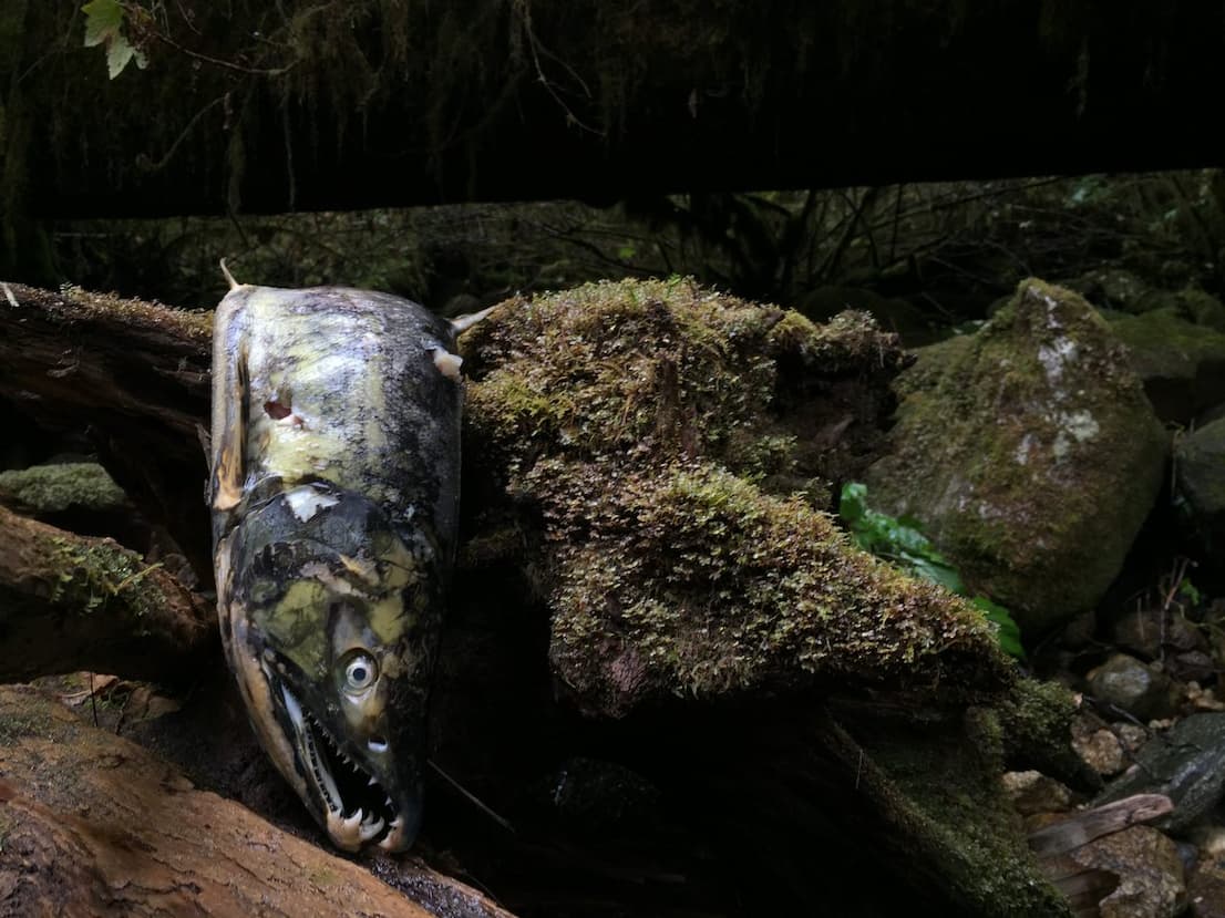 dead salmon 