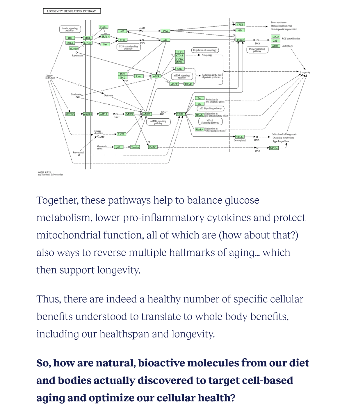 Together, these pathways help to balance glucose metabolism, lower pro-inflammatory cytokines and protect mitochondrial function, all of which are (how about that?) also ways to reverse multiple hallmarks of aging…which then support longevity.  Thus, there are indeed a healthy number of specific cellular benefits understood to translate to whole body benefits, including our healthspan and longevity.  So, how are natural, bioactive molecules from our diet and bodies actually discovered to target cell-based aging and optimize our cellular health?