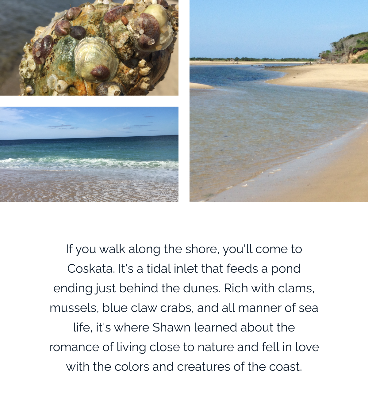 If you walk along the shore, you'll come to Coskata. It's a tidal inlet that feeds a pond ending just behind the dunes. Rich with clams, mussels, blue claw crabs, and all manner of sea life, it's where Shawn learned about the romance of living close to nature and fell in love with the colors and creatures of the coast.⁠
