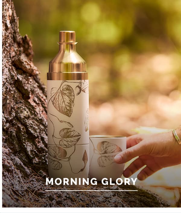 Morning Glory