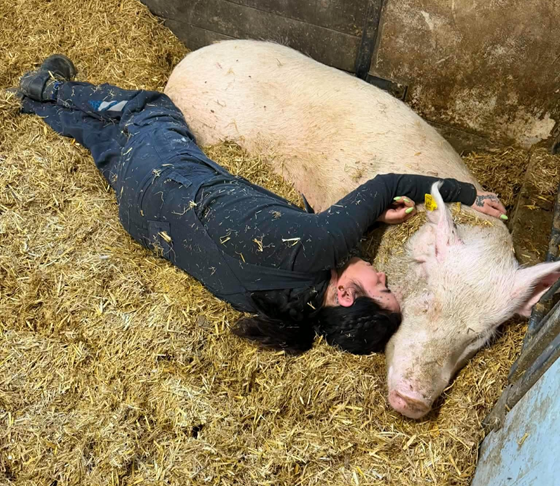 an image of two pigs are looking over a wall