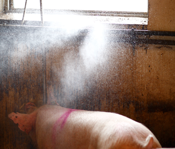 an image of a person standing in front of a group of pigs