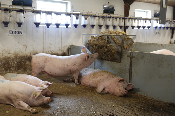 an image of two pigs are looking over a wall