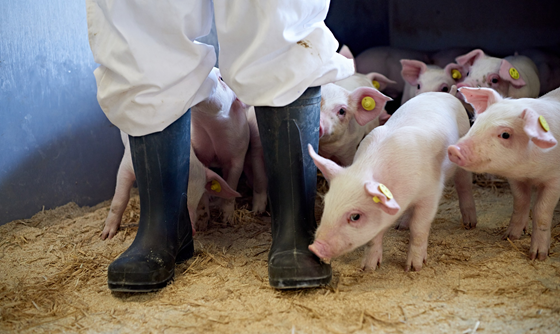 an image of a person standing in front of a group of pigs