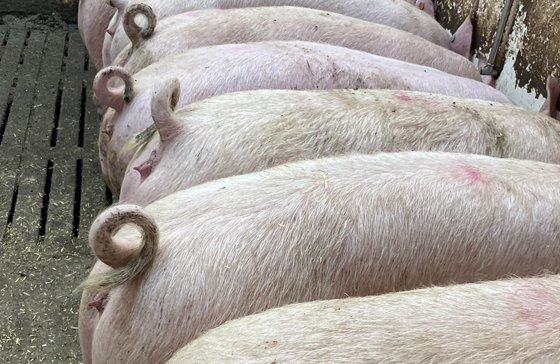 an image of a person standing in front of a group of pigs