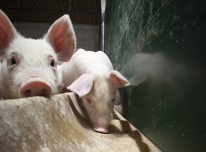 an image of two pigs are looking over a wall