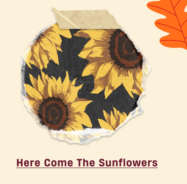 Here come the sunflowers
