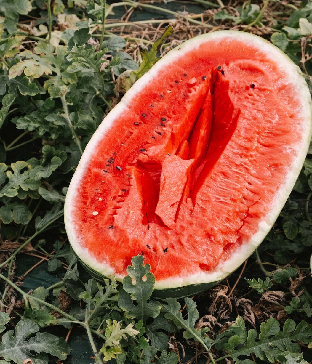 Our kombucha perched on one of Oscar's watermelons.