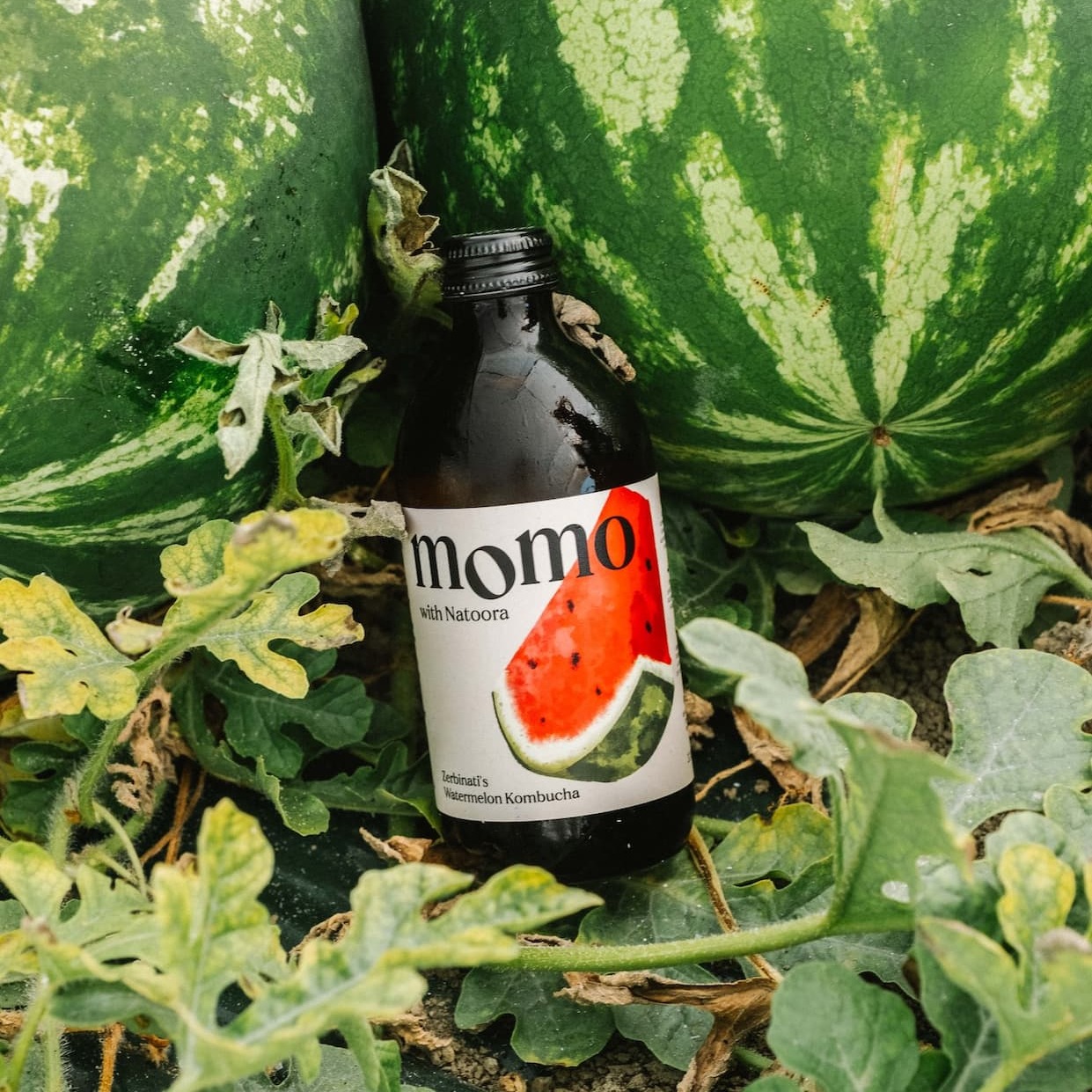 Zerbinati's Watermelon Kombucha, in front of a couple of melons.